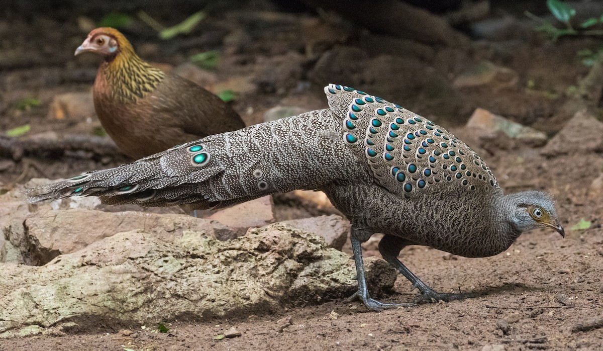 コクジャク - ML644894641