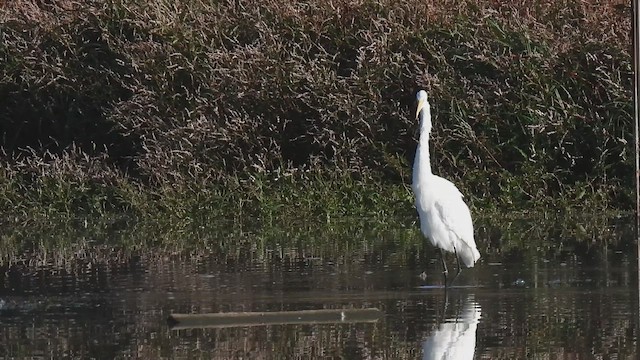 Garceta Grande - ML644894642