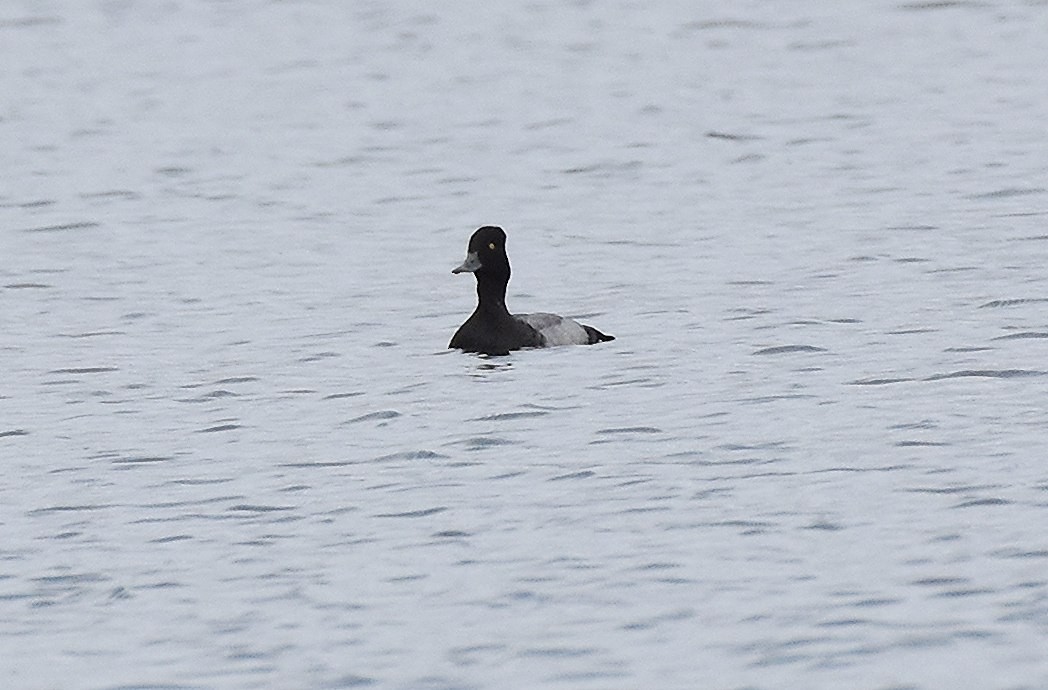 小斑背潛鴨 - ML644894644