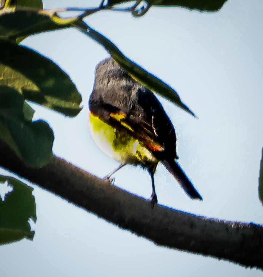 Small Minivet - ML644894652