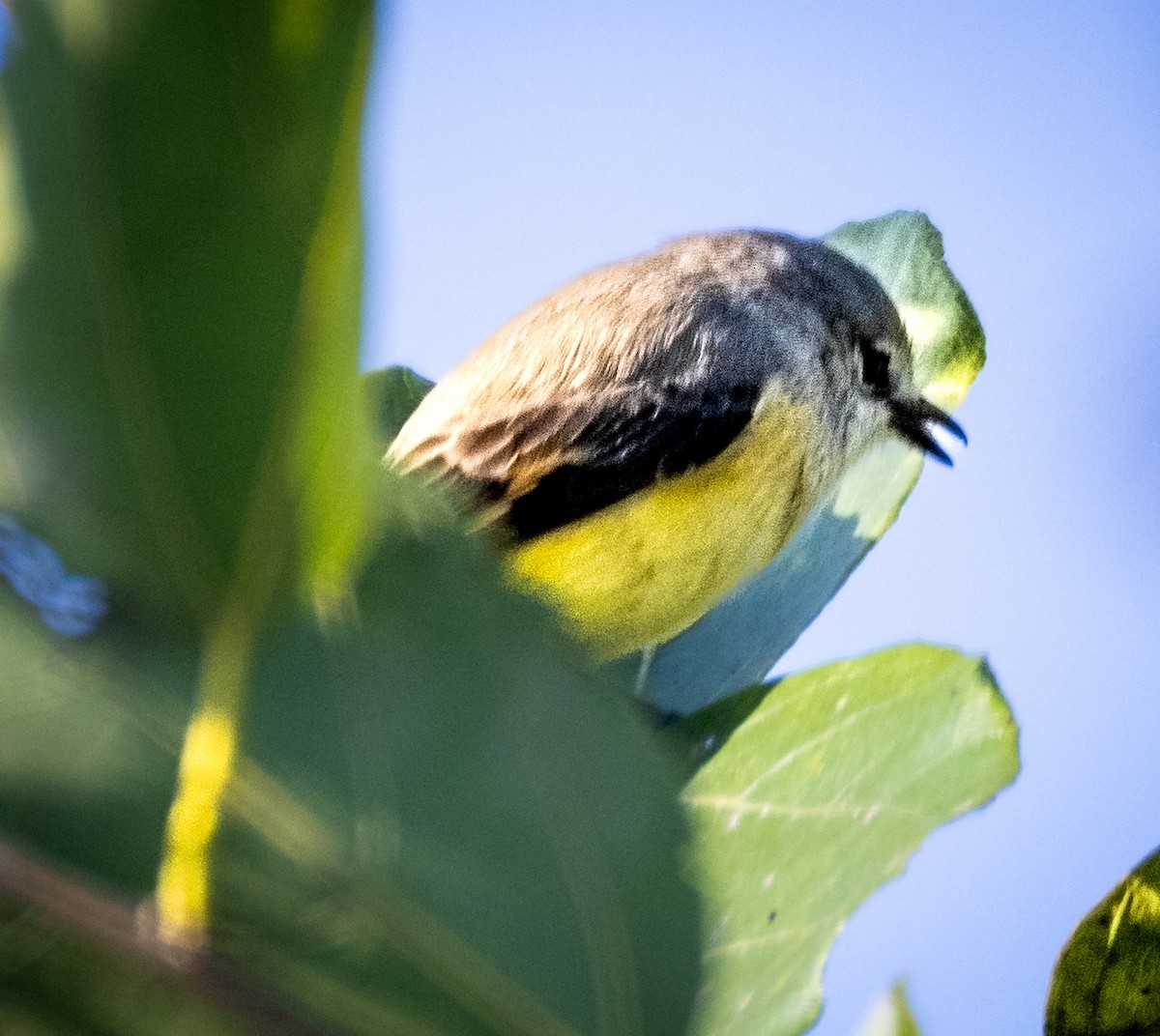Small Minivet - ML644894653
