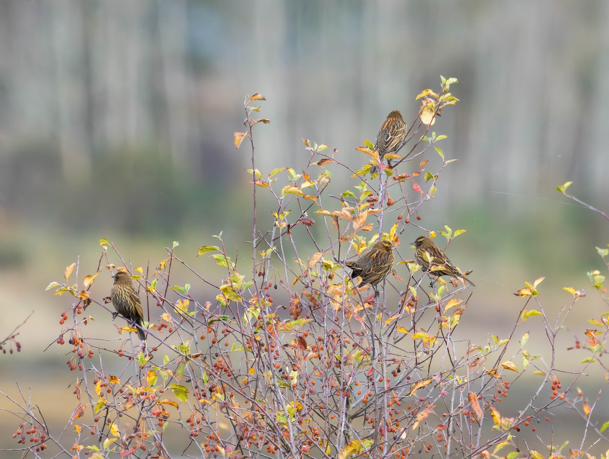 Красноплечий трупиал - ML644894654
