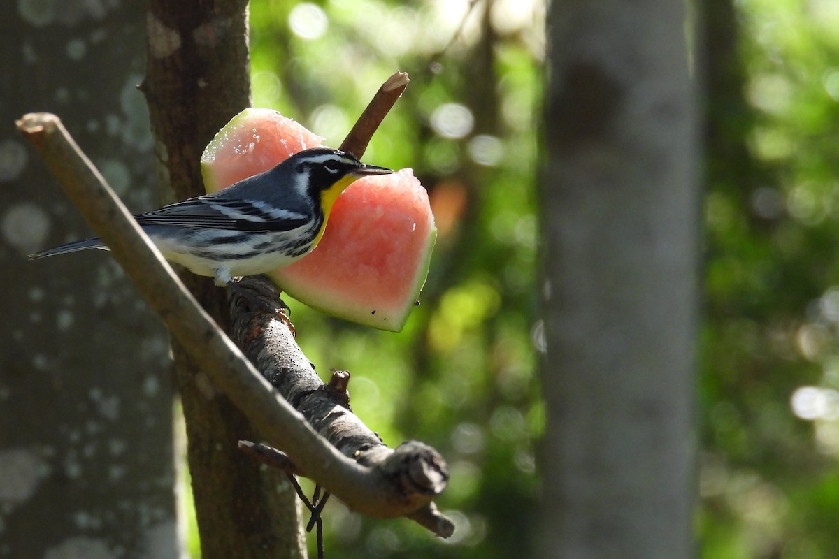 Paruline à gorge jaune - ML644894689