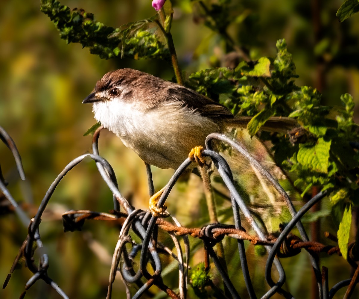 Yellow-eyed Babbler - ML644894694