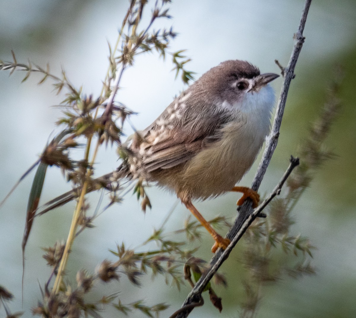 Yellow-eyed Babbler - ML644894695