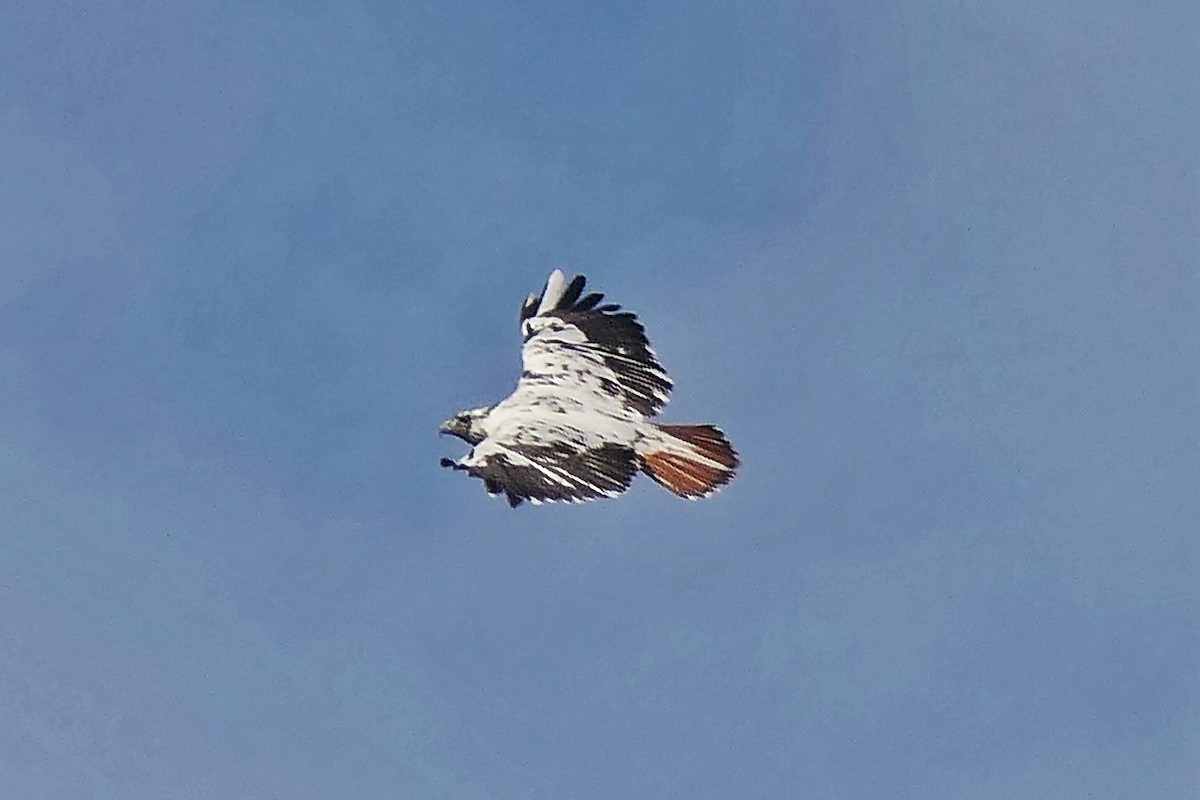 Red-tailed Hawk - ML644894698