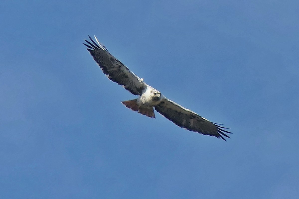 Red-tailed Hawk - ML644894699