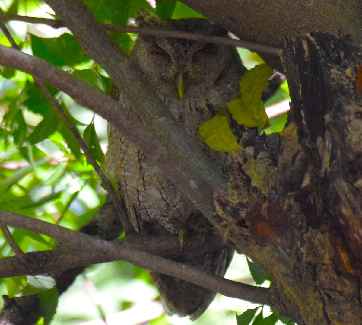 Pacific Screech-Owl - ML644894706