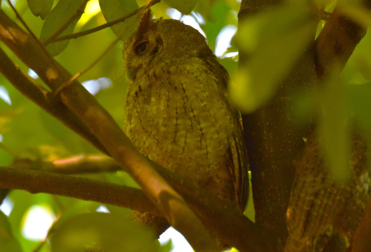 Pacific Screech-Owl - ML644894707