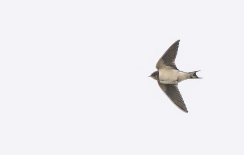 Ластівка сільська - ML644894720