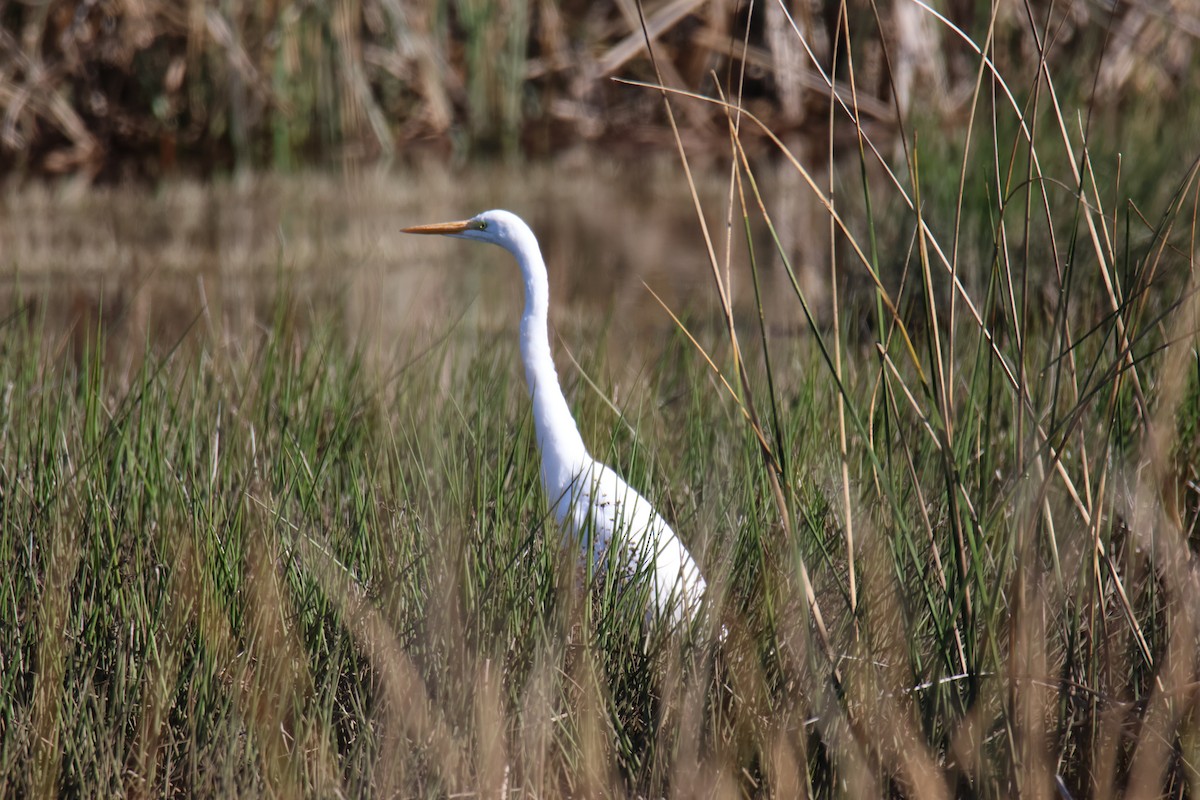 Garceta Grande - ML644894727