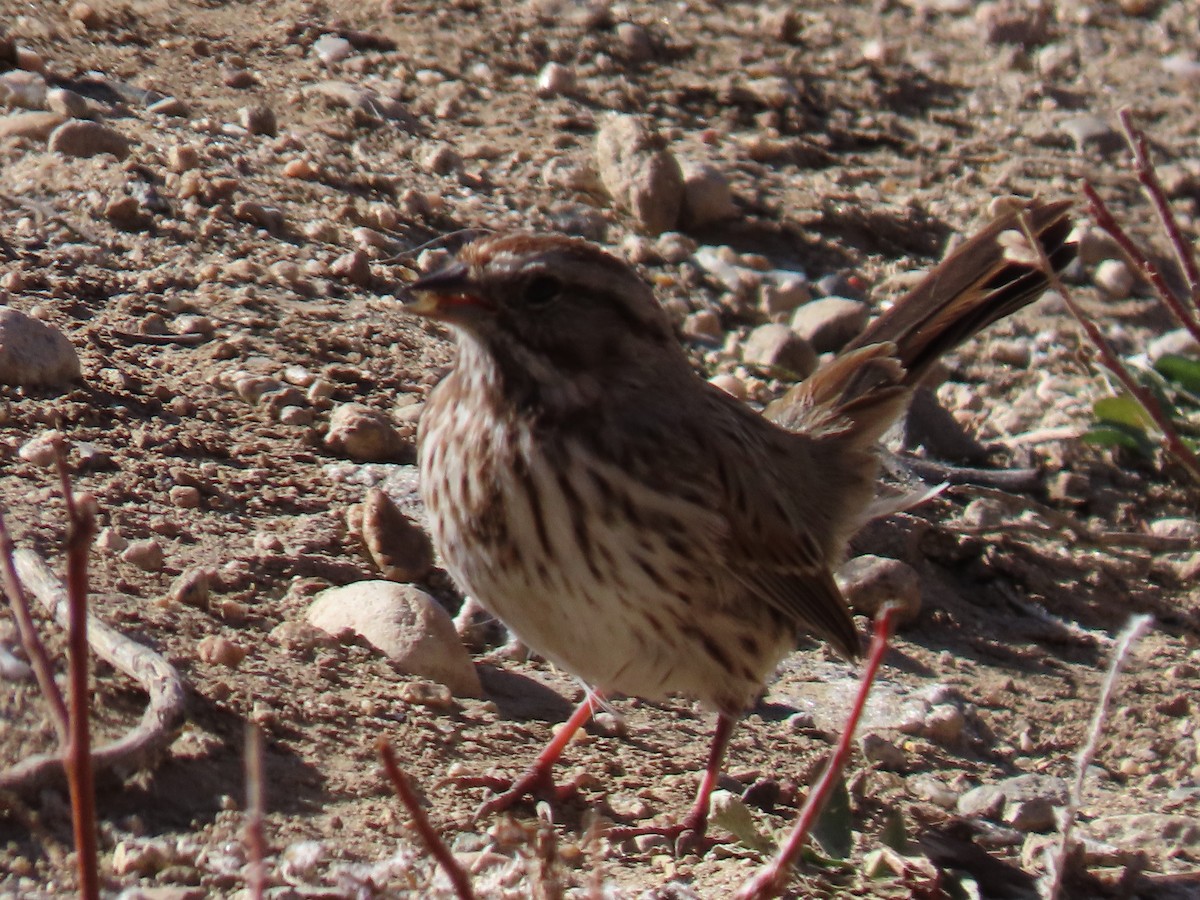 Пасовка співоча - ML644894747