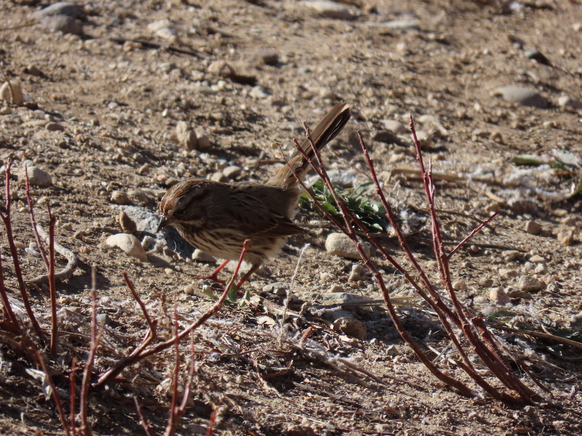 Пасовка співоча - ML644894748