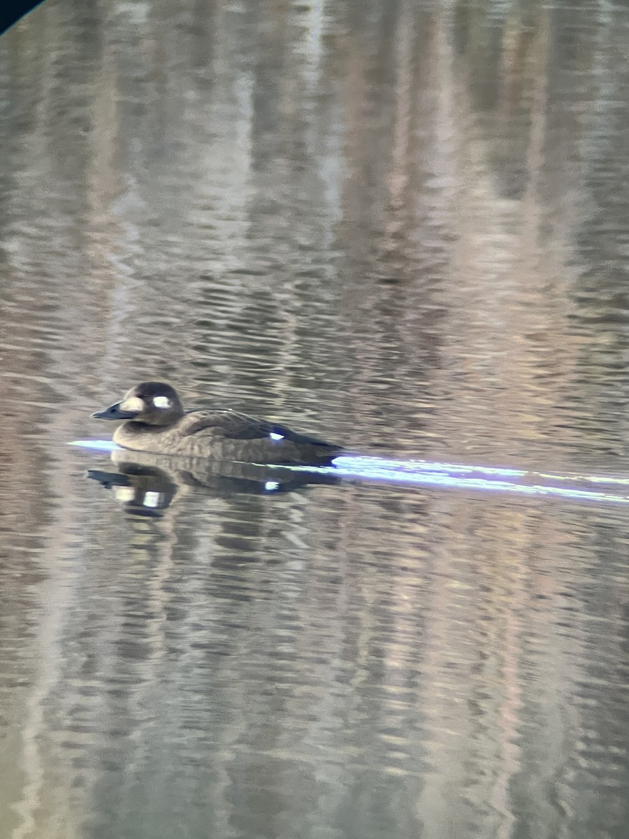 White-winged Scoter - ML644894751