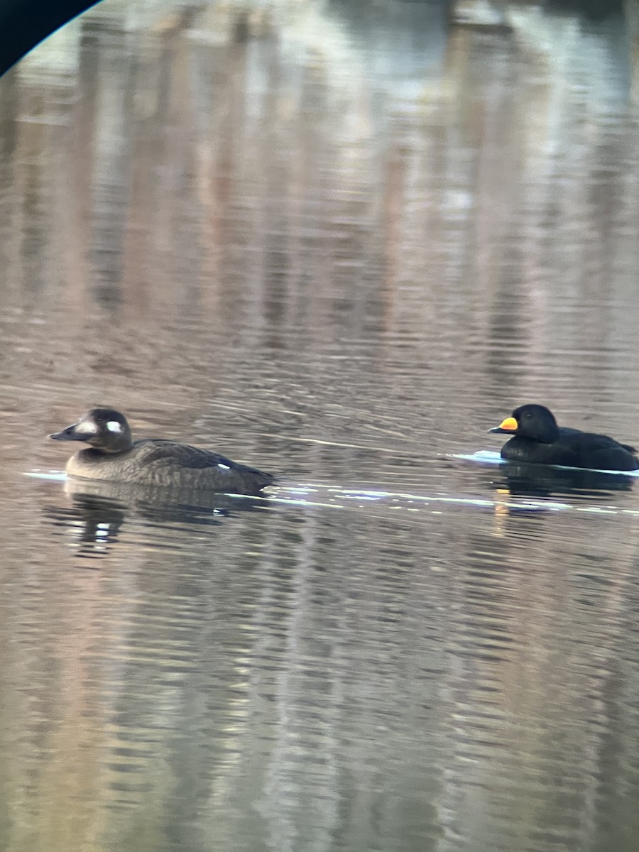 White-winged Scoter - ML644894752