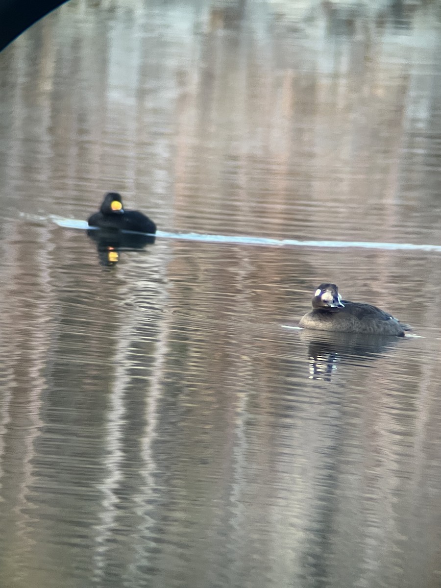White-winged Scoter - ML644894753