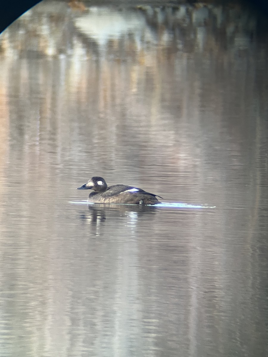 White-winged Scoter - ML644894754