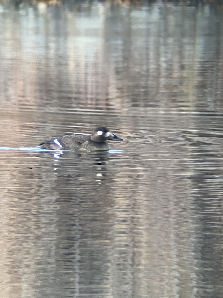 White-winged Scoter - ML644894755