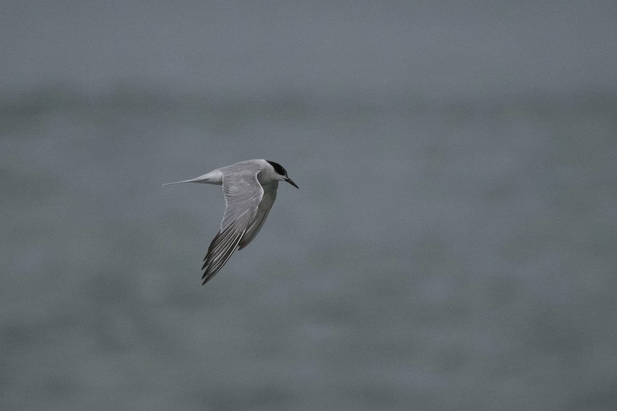 rybák obecný - ML644894757