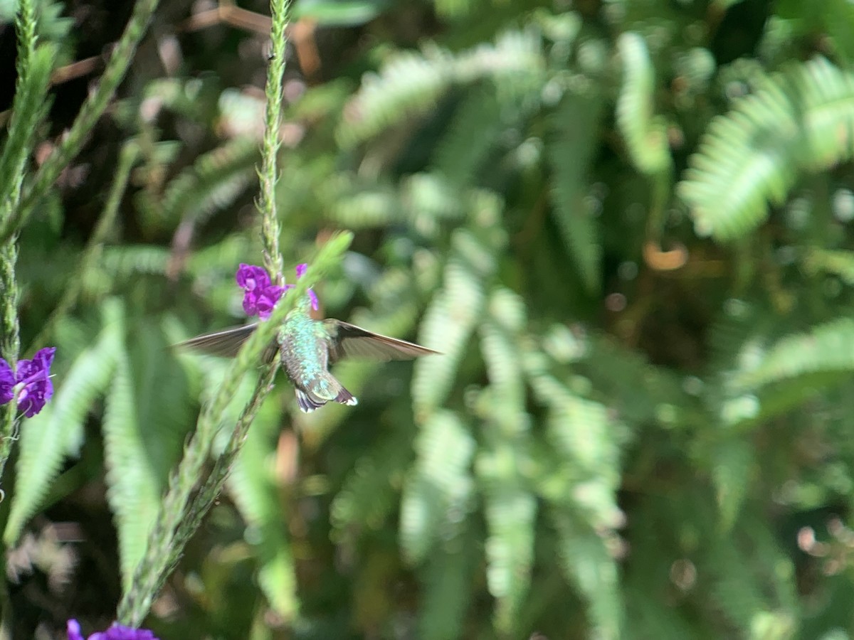 Colibri à gorge rubis - ML644894759