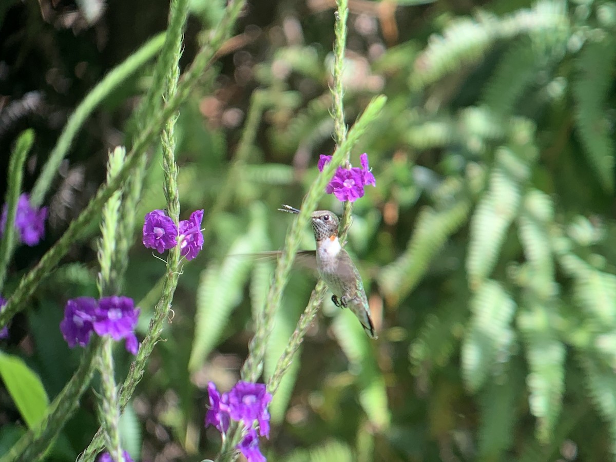 Colibri à gorge rubis - ML644894760
