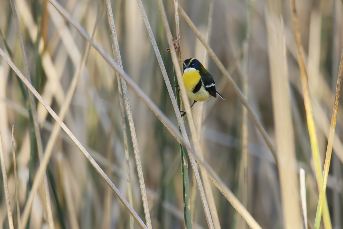 Many-colored Rush Tyrant - ML644894765