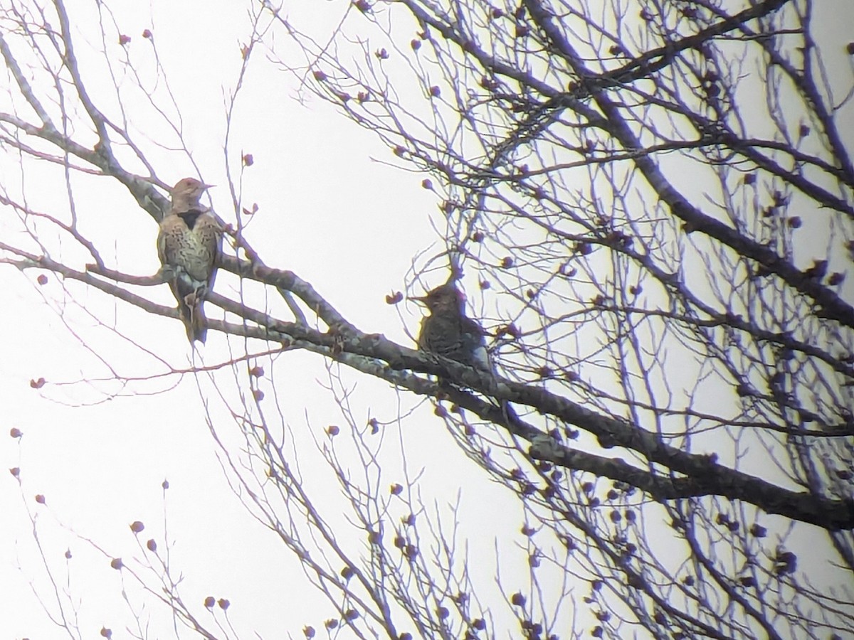 Altın Ağaçkakan - ML644894790