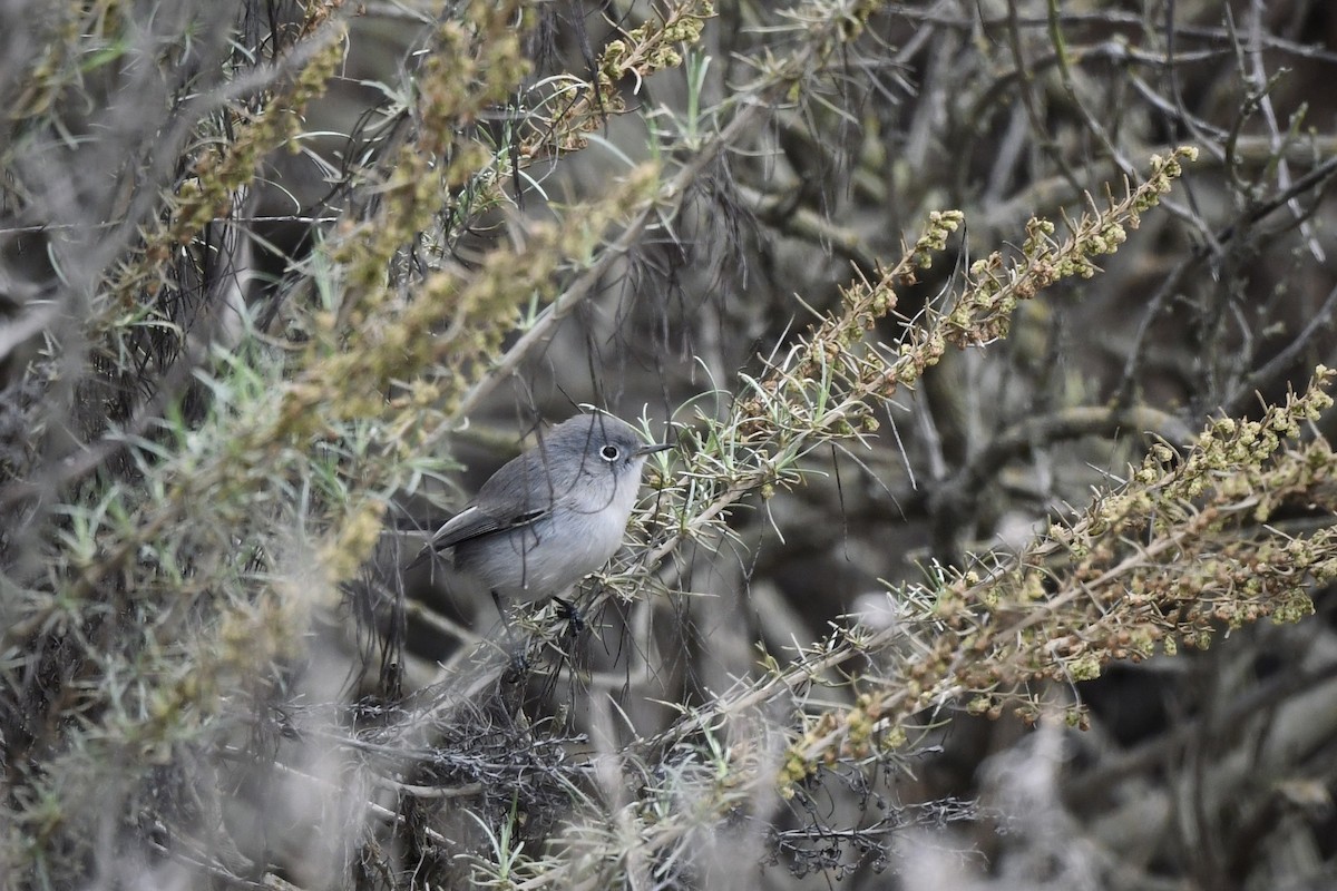 Голубая комароловка - ML644894799