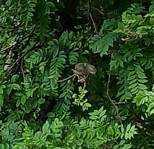 Tangara des palmiers - ML644894844