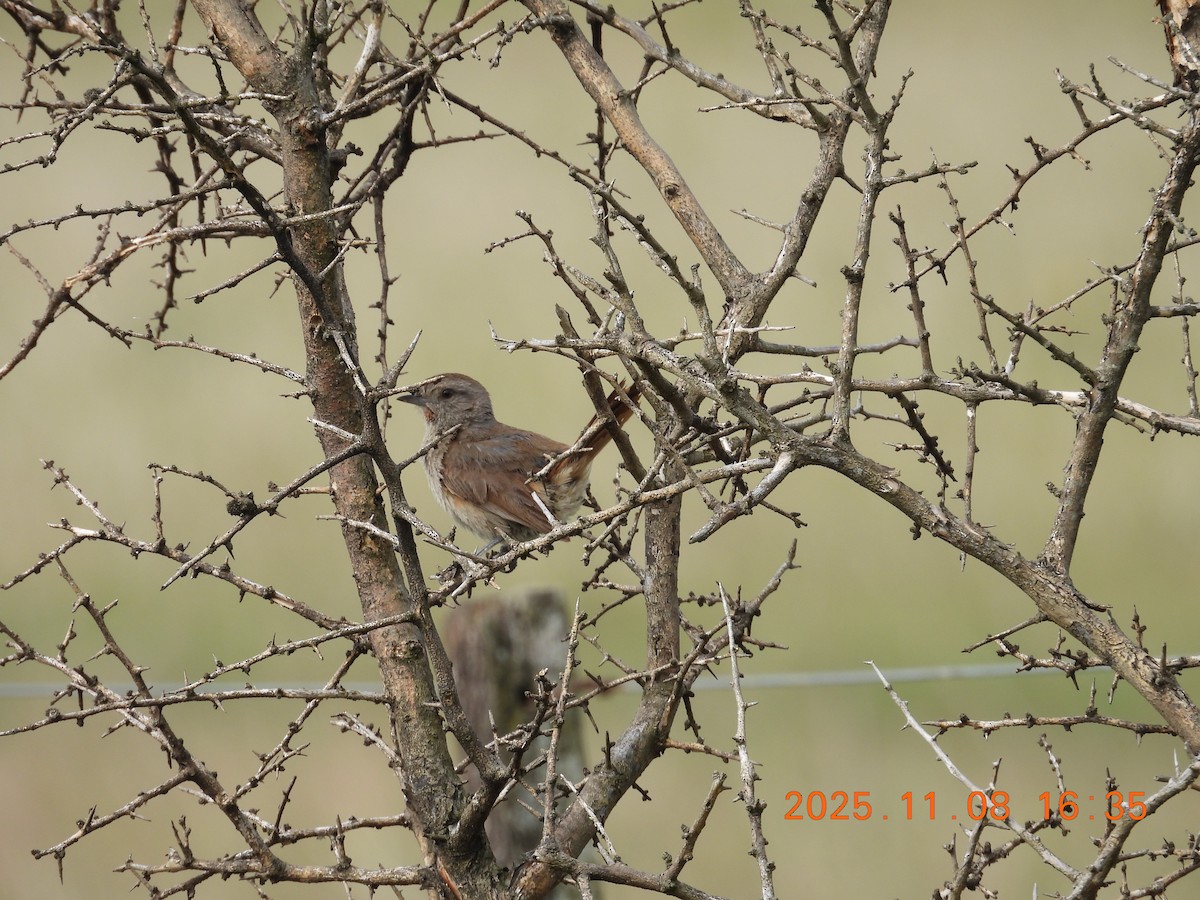 Short-billed Canastero - ML644894847