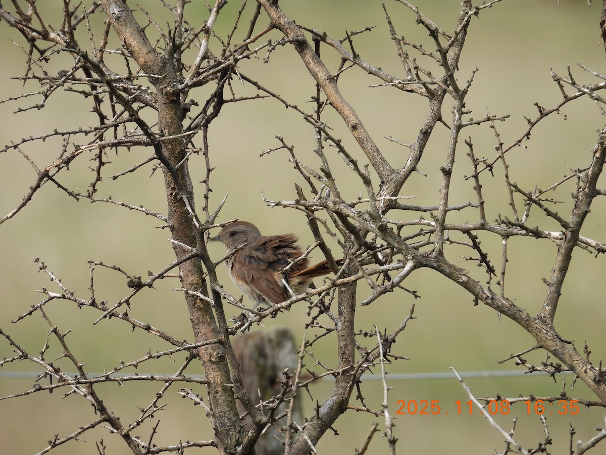 Short-billed Canastero - ML644894848