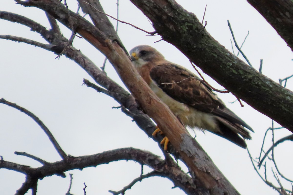 Swainson's Hawk - ML644894849