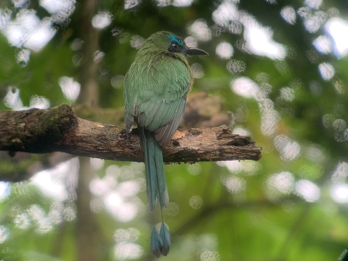 Motmot à bec caréné - ML644894858