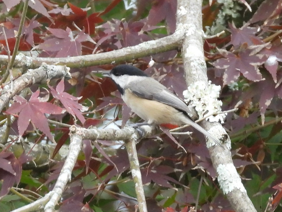 Carolina Chickadee - ML644894860