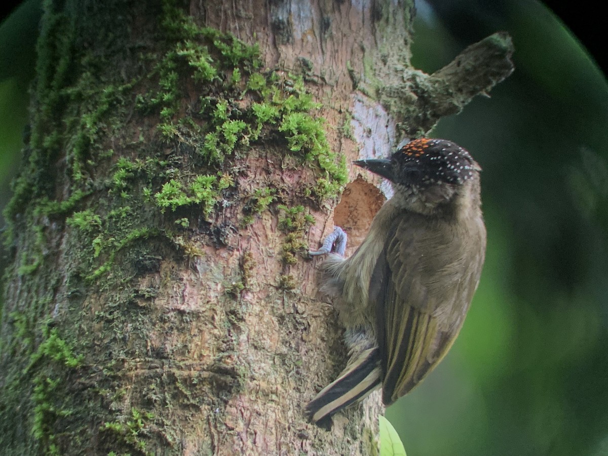 Picumne olivâtre - ML644894865