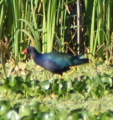 Purple Gallinule - ML644894874