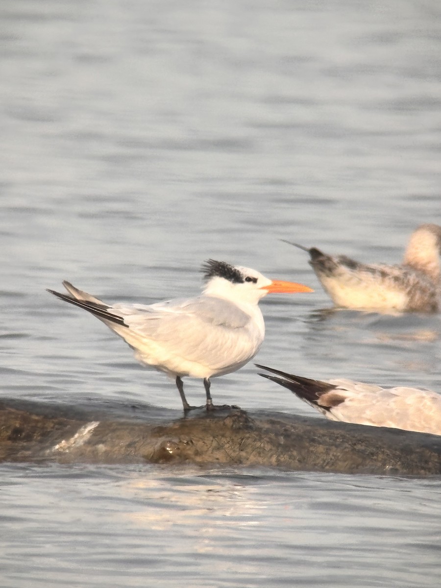 Royal Tern - ML644894877