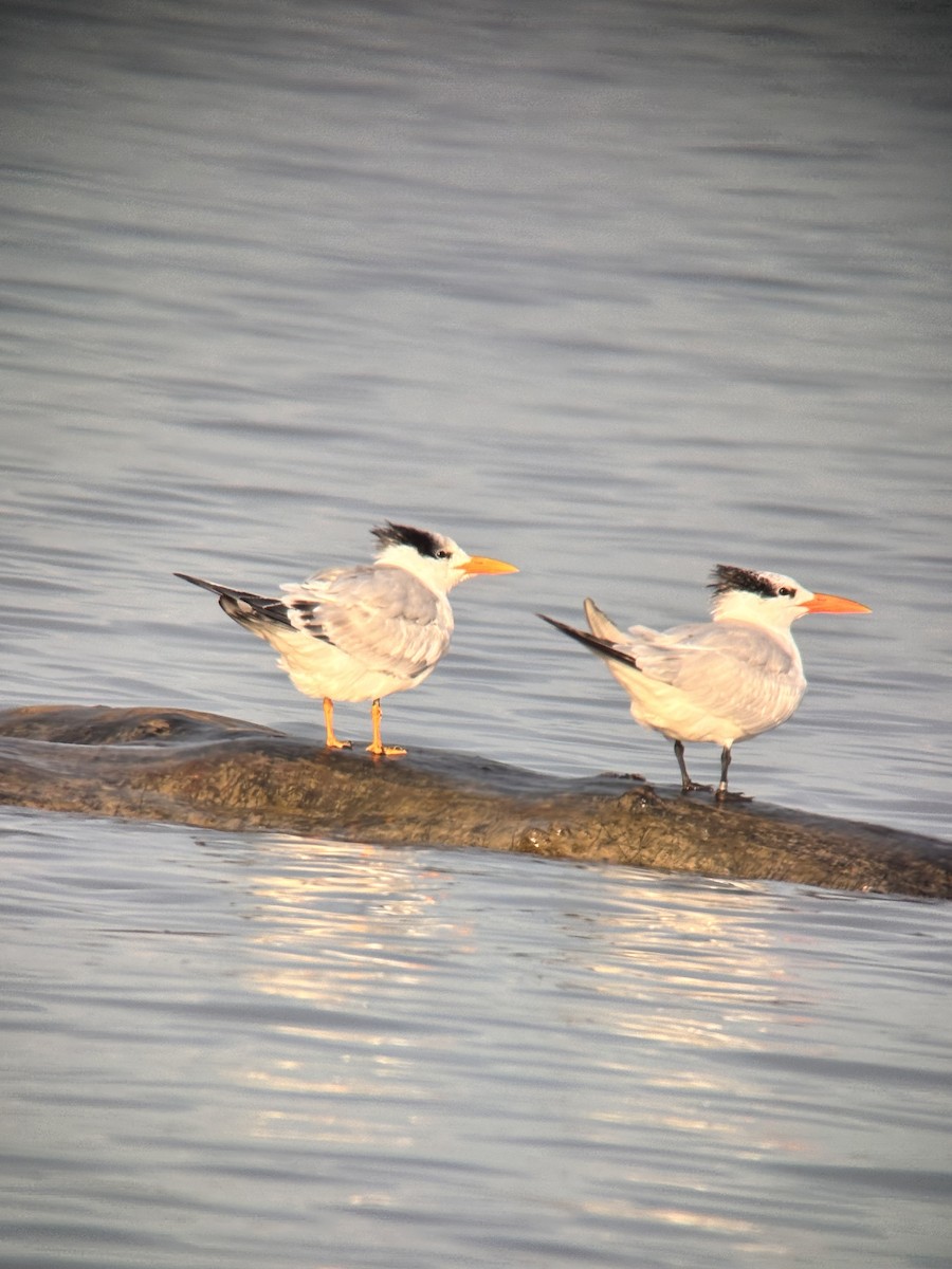 Royal Tern - ML644894878