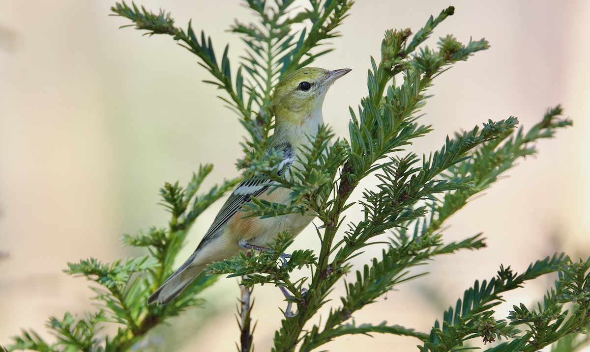 Bay-breasted Warbler - ML644894911