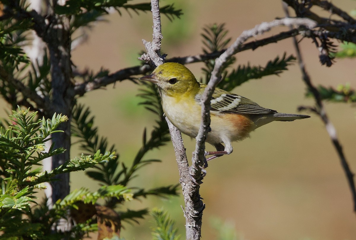 Bay-breasted Warbler - ML644894913