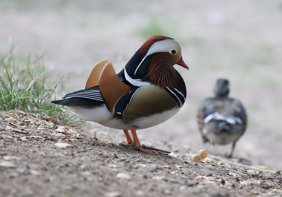 鴛鴦 - ML644894920