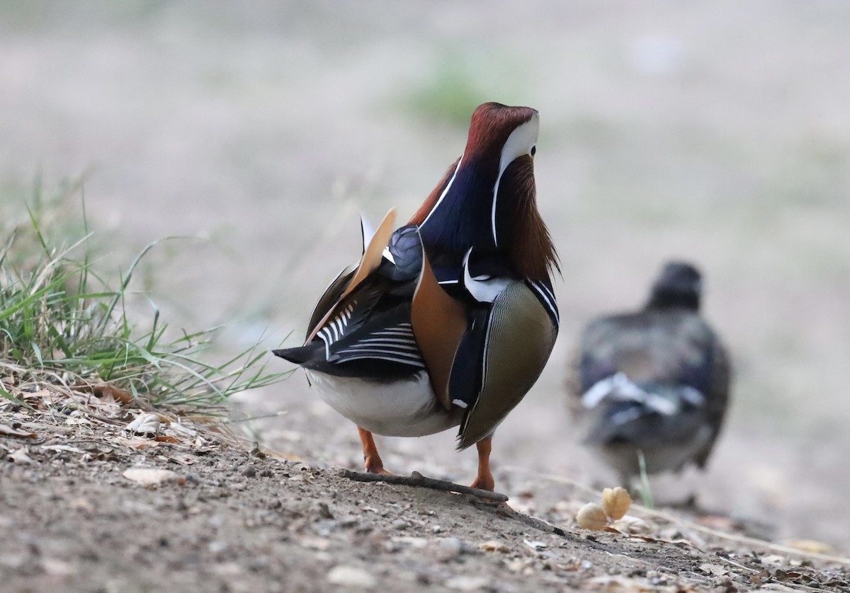 鴛鴦 - ML644894921