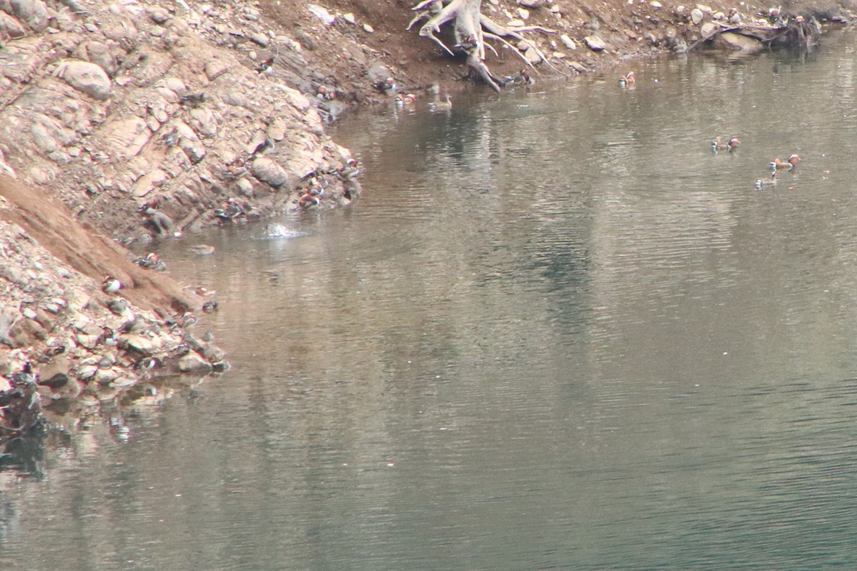 鴛鴦 - ML644894924