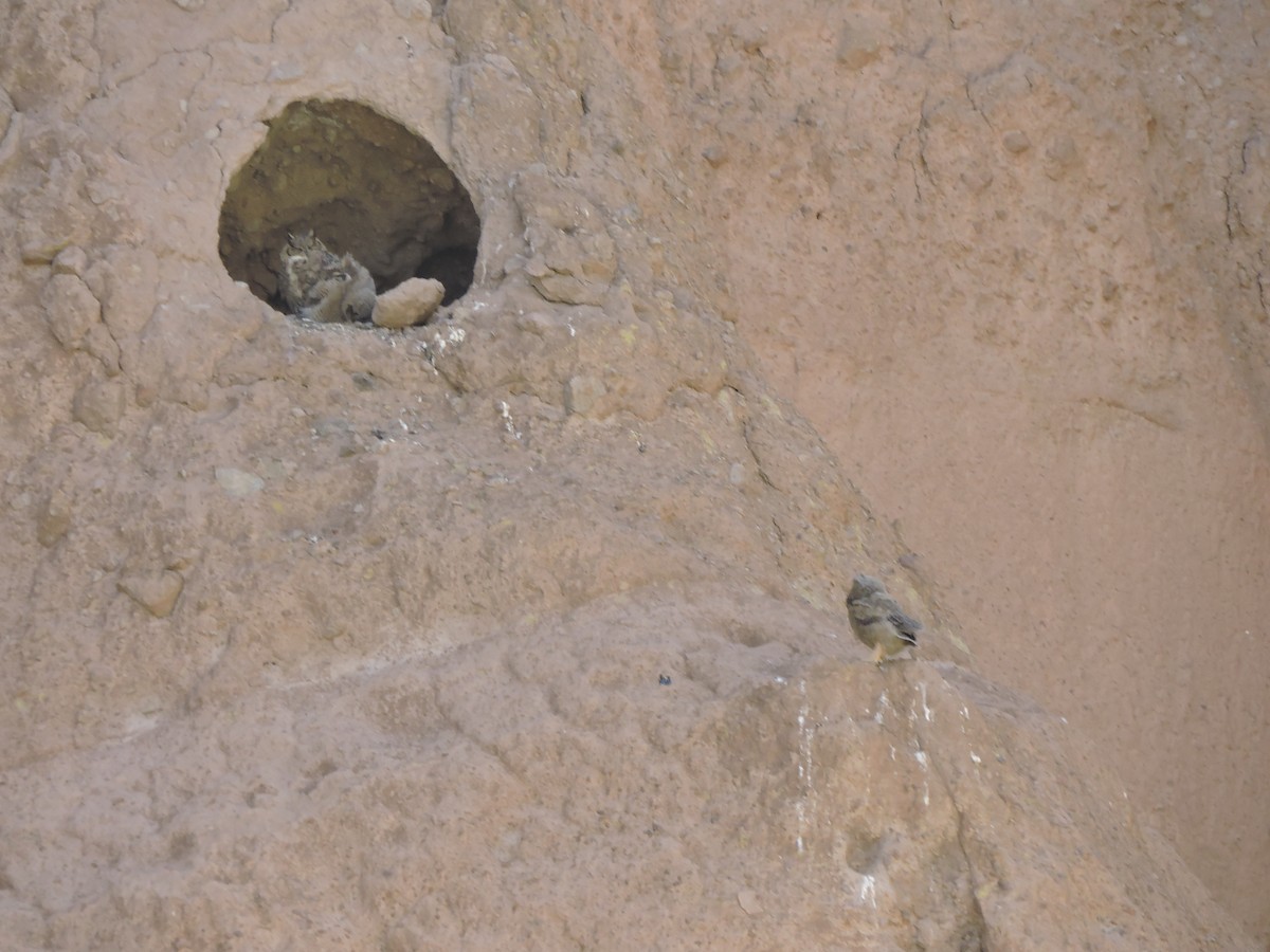 Lesser Horned Owl - ML644894928