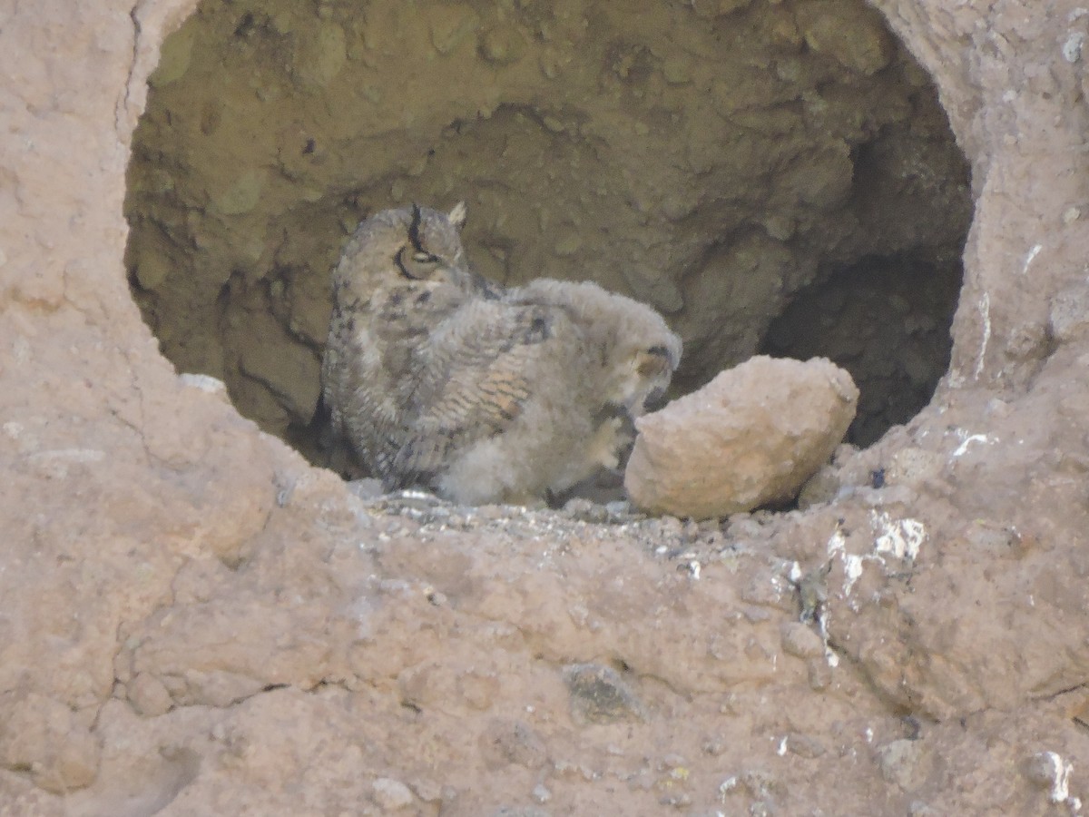 Lesser Horned Owl - ML644894930