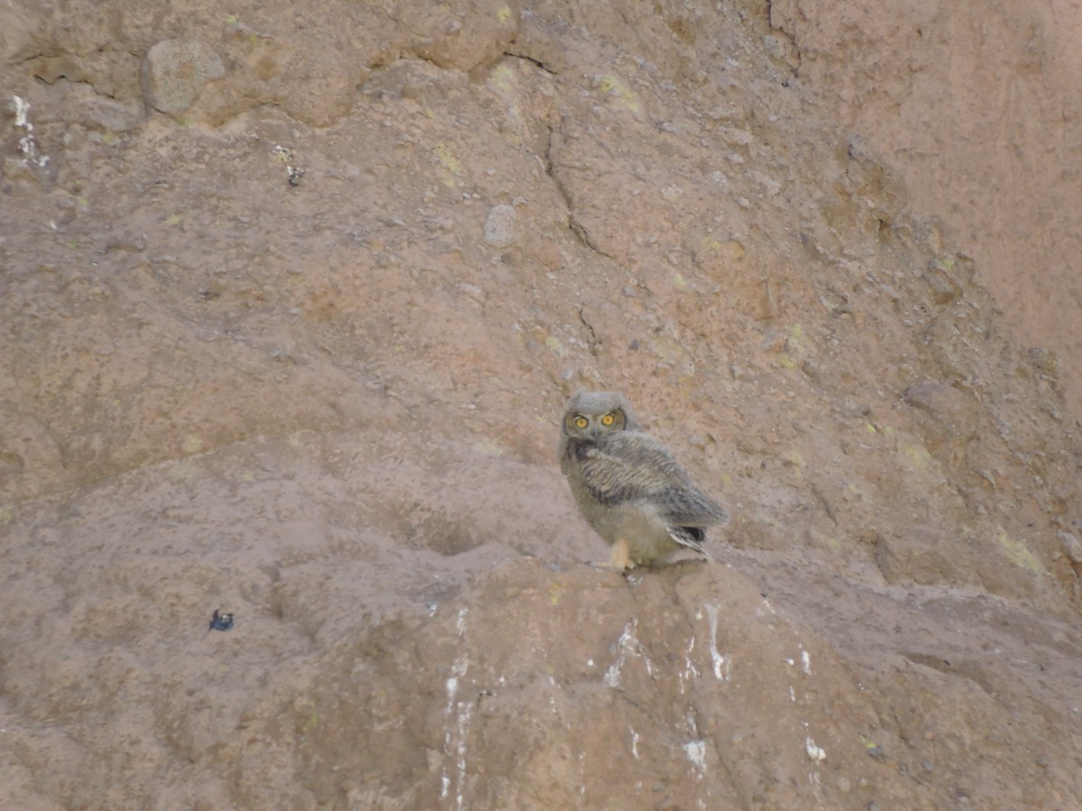 Lesser Horned Owl - ML644894931