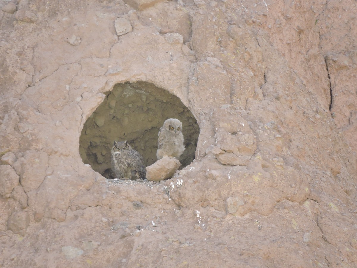 Lesser Horned Owl - ML644894935