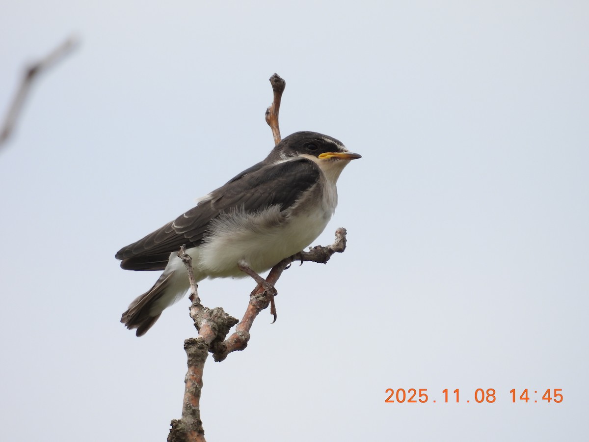 Hirondelle à diadème - ML644894936