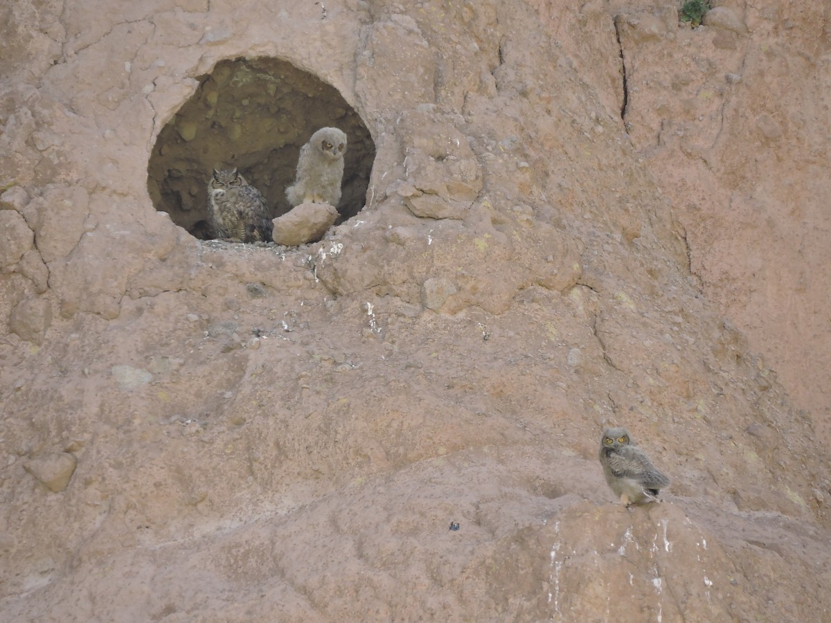 Lesser Horned Owl - ML644894941