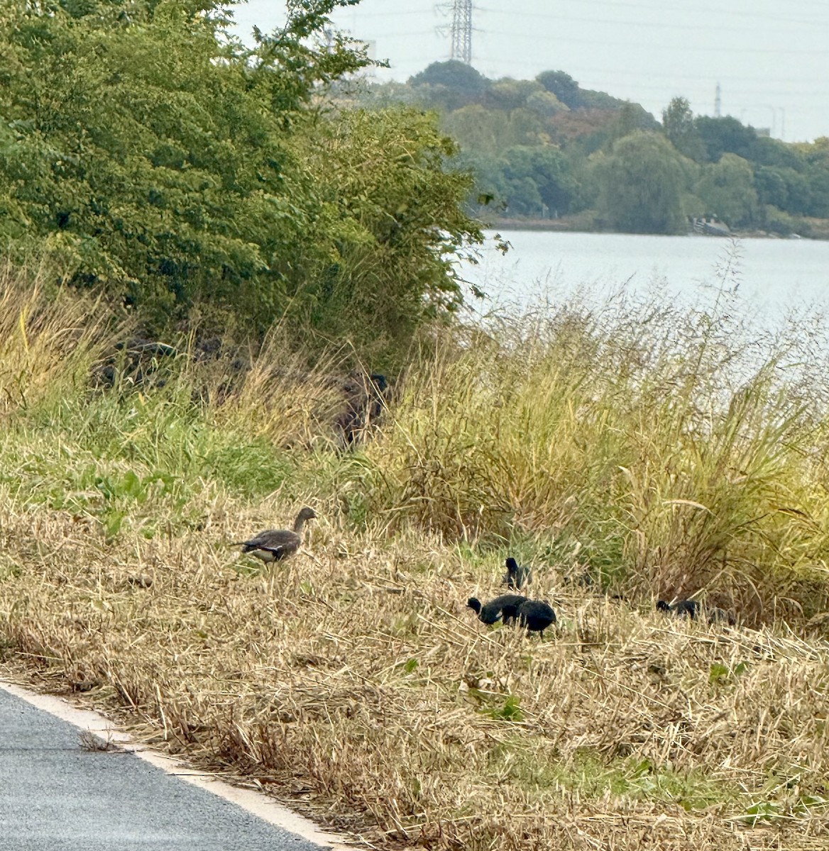 Küçük Sakarca - ML644894953